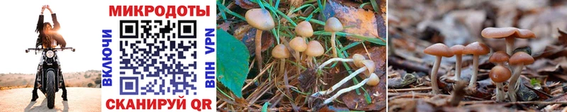 дарнет шоп Кяхта Галлюциногенные грибы Magic Shrooms
